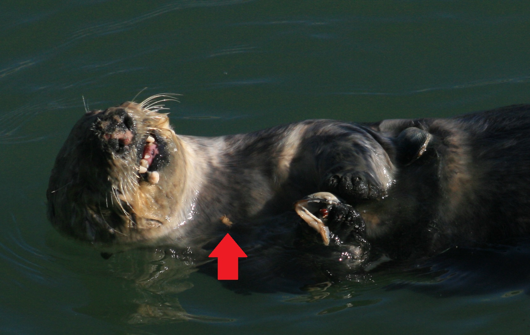 Sea_otter_with_shells_2.jpg