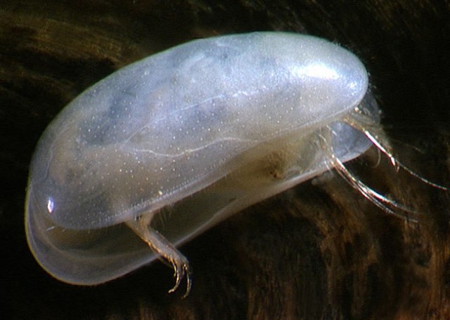 ostracod_waiwhetumontage_b_650.jpg
