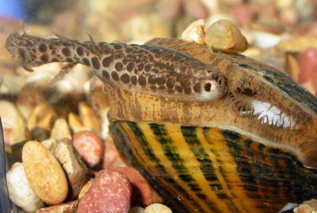 primary_sfreeviana-1024x769