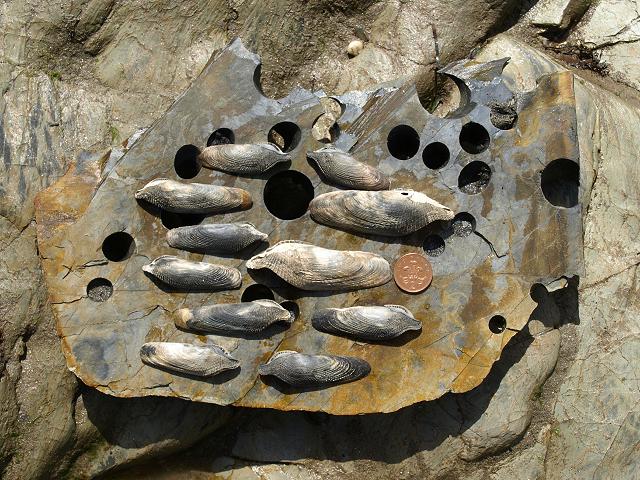 bivalve_pholas_dactylus_common_piddock_24-08-10_shells_1