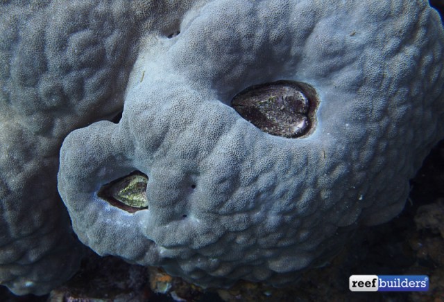 corculum-cardissa-heart-cockle-solomon-islands-1