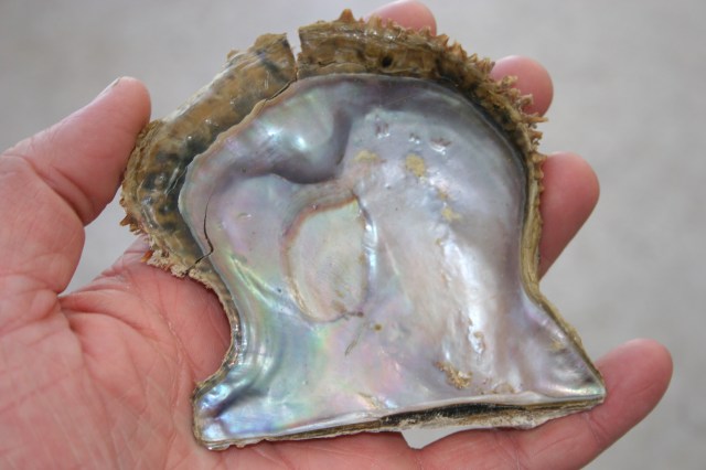 4880314958_03e3a2b85c_o