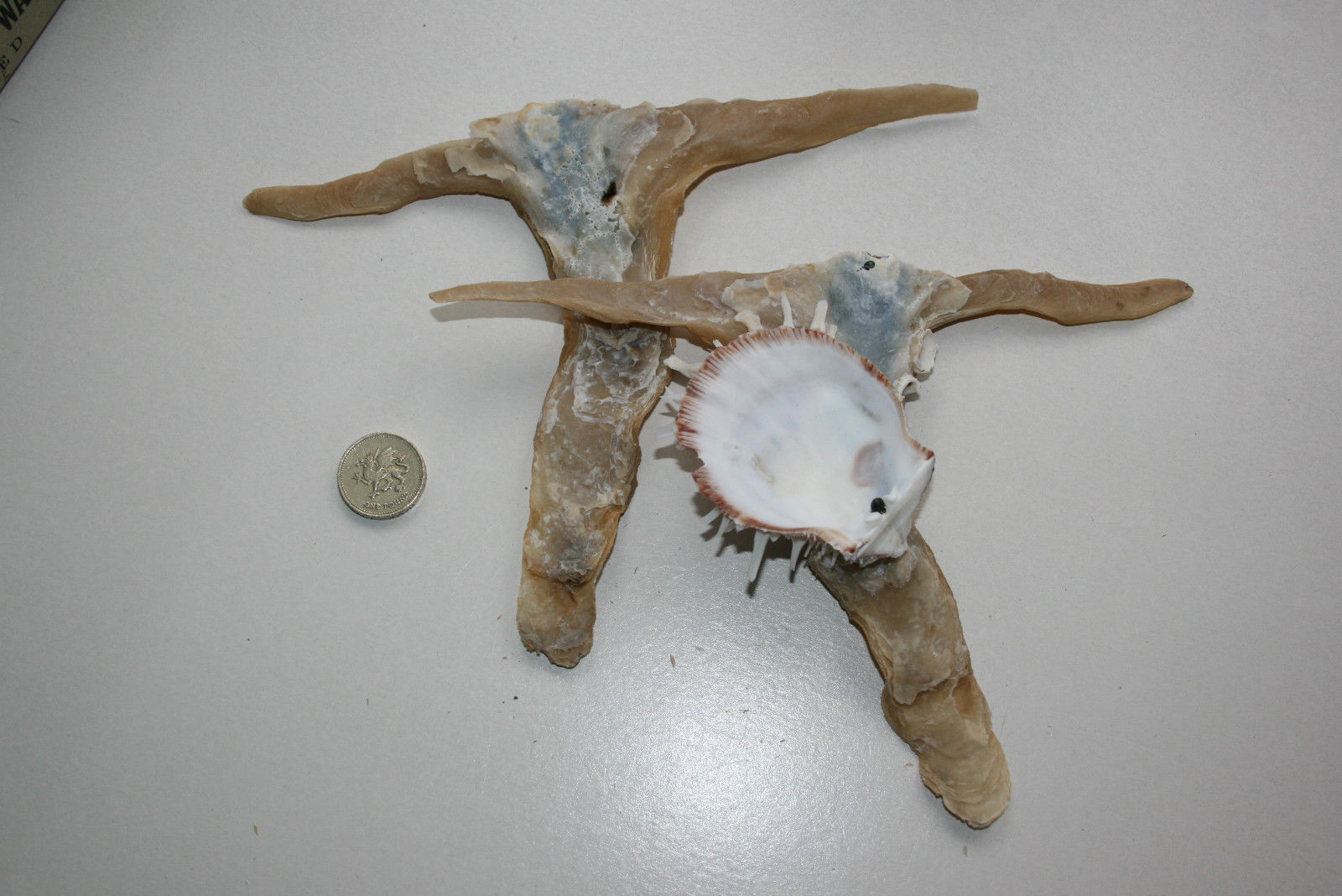 hammer-oyster-with-natural-attachment-seashell