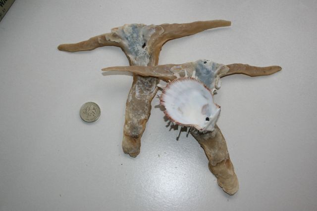 hammer-oyster-with-natural-attachment-seashell