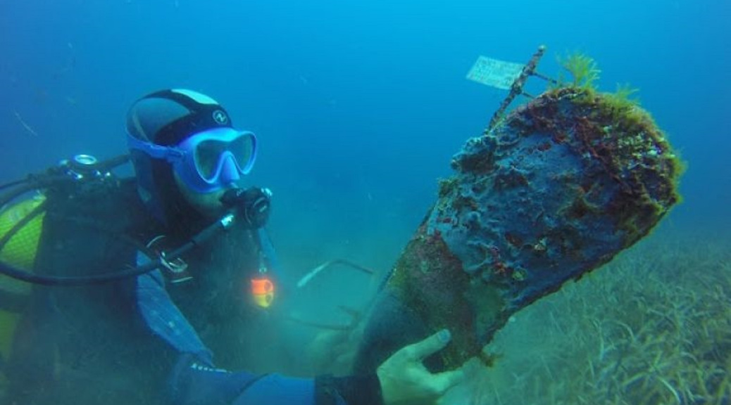 muerte-masiva-nacra-pinna-nobilis1