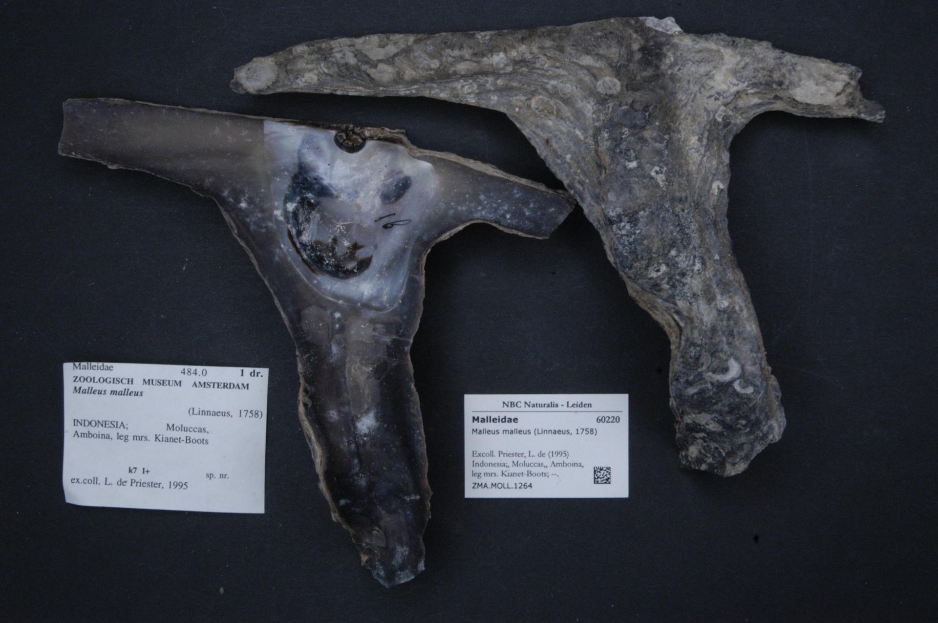 naturalis_biodiversity_center_-_zma-moll-1264_-_malleus_malleus_28linnaeus2c_175829_-_malleidae_-_mollusc_shell