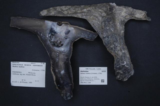 naturalis_biodiversity_center_-_zma-moll-1264_-_malleus_malleus_28linnaeus2c_175829_-_malleidae_-_mollusc_shell