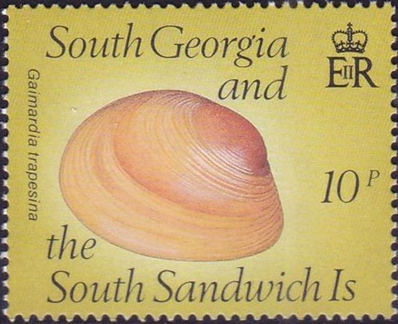 shell-gaimardia-trapesina