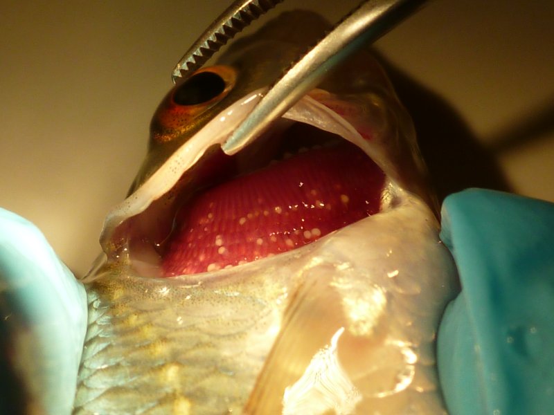 5_anodonta-glochidia-on-roach