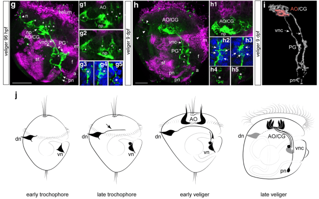 veligernerve.PNG