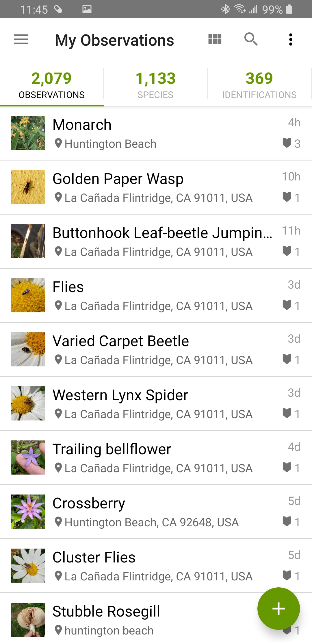 Screenshot_20200424-234523_iNaturalist.jpg
