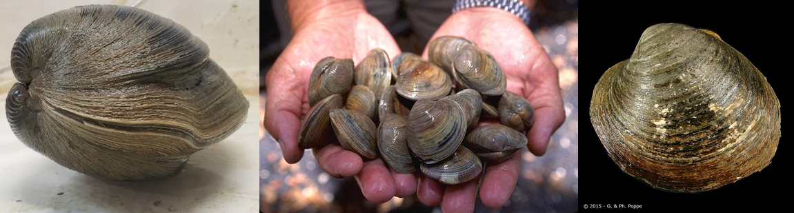 An open letter to Stephen Colbert from a clam expert – Clamsplaining