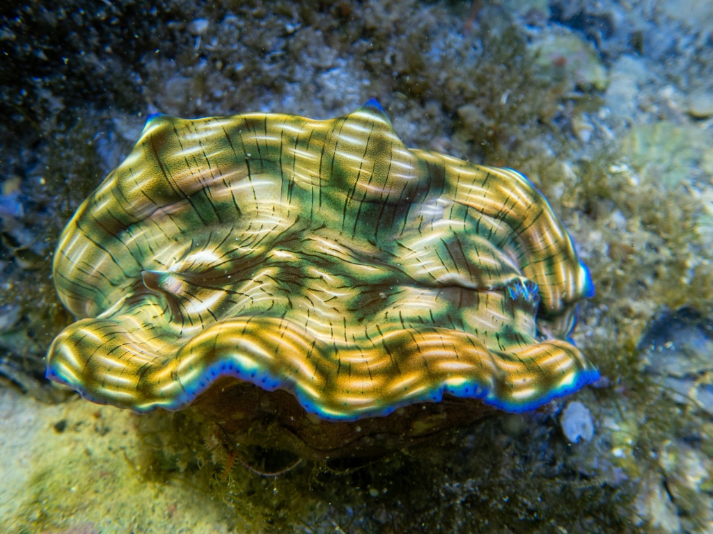 clams – Clamsplaining